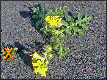 Small Plant