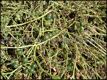 Stem, Fruit