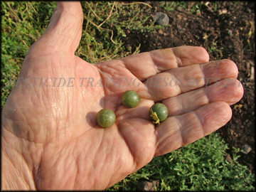 Fruit