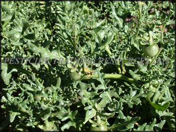 Foliage