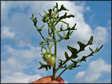 Foliage, Fruit