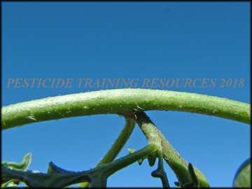 Stem