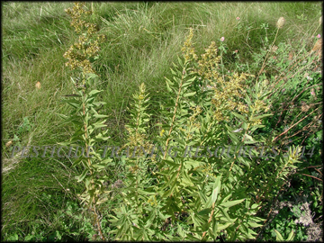 Plants