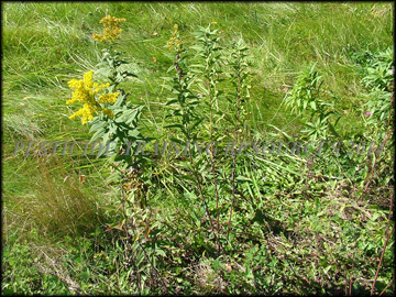 Plants