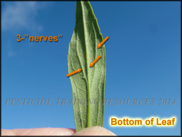 Bottom of Leaf