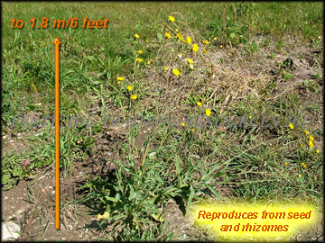Flowering Plants
