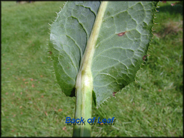 Bottom of Leaf