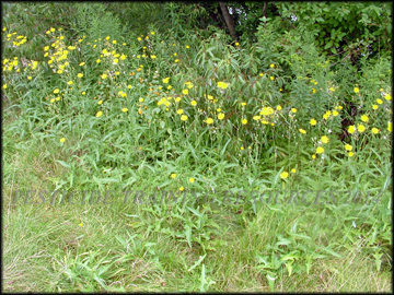 Flowering Plants