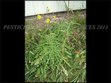 Plants
