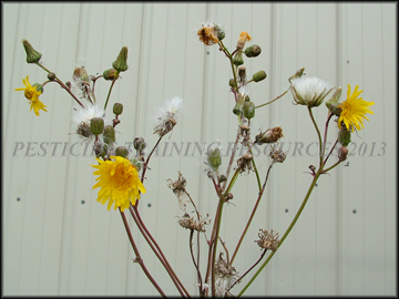 Flower Spike