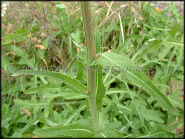 Stem and Leaves