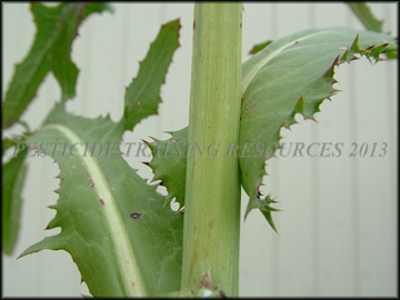 Leaf Orientation