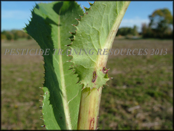 Auricle