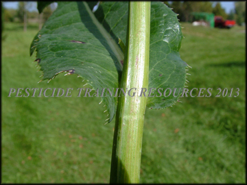 Top of Leaf