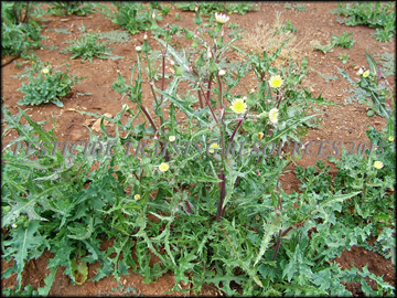 Plants