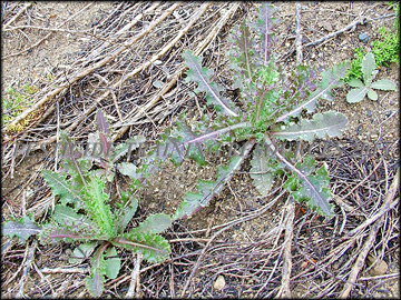 Seedlings