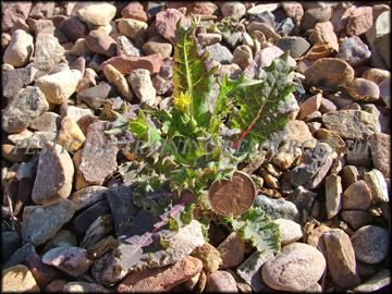 Seedlings