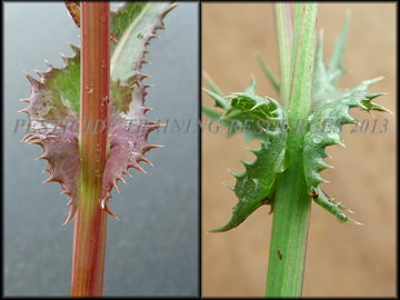 Lobes of Leaves