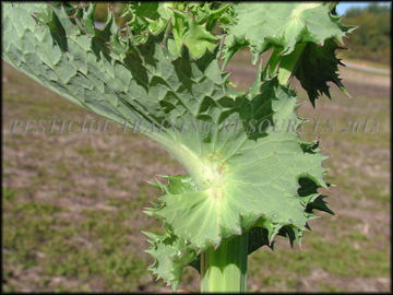 Auricles