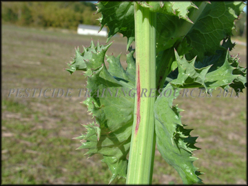 Auricles
