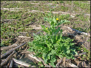 Mature Plant