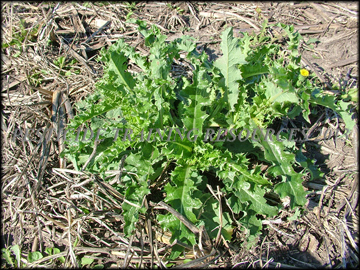 Small Plants