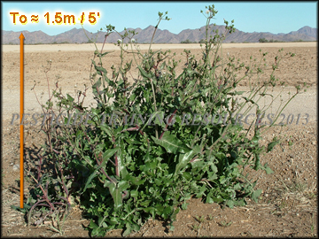Plants