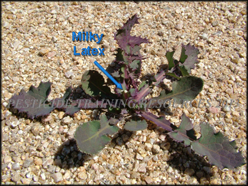Small Plant