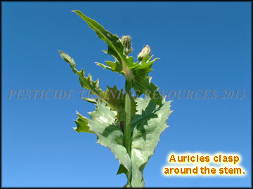 Clasping Leaves