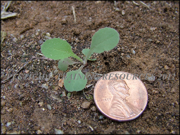 Seedling