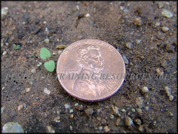 Cotyledon Leaves