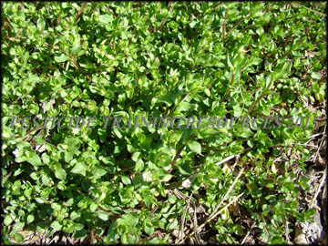 Foliage