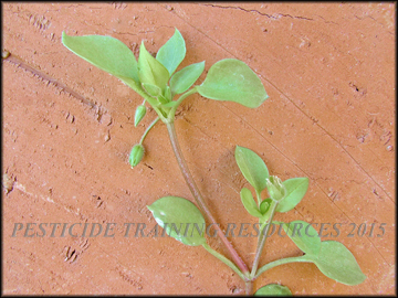 Foliage