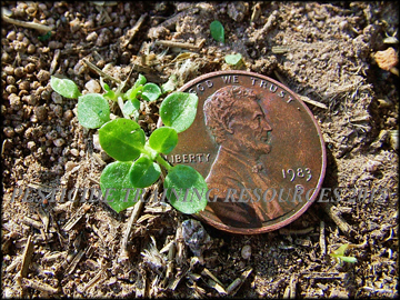 Seedling