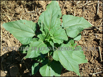 Seedling