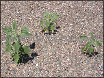Small Plants