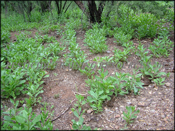 Plants