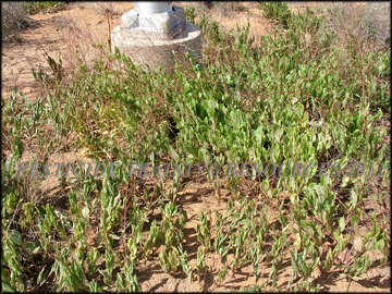 Mature Plants