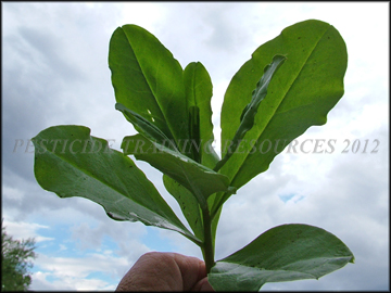 Foliage