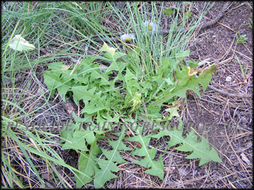 Plant