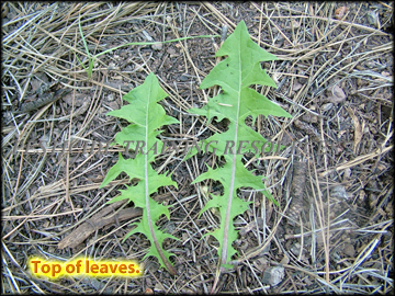 Top of Leaves