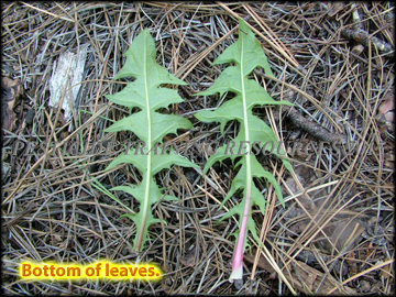 Bottom of Leaves