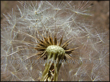 Seed