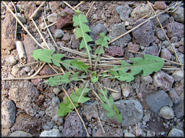 Seedling