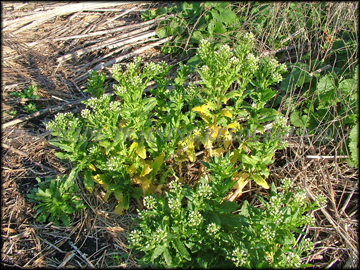 Plant