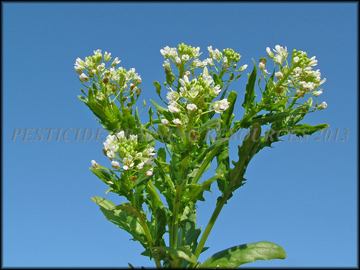 Foliage
