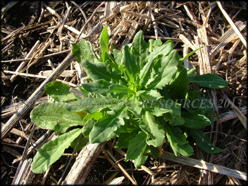 Plants