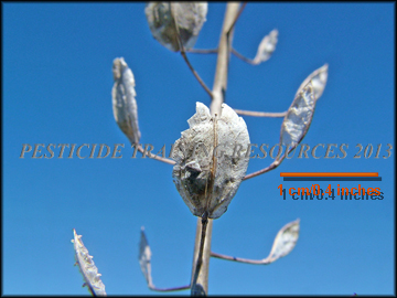 Seedling