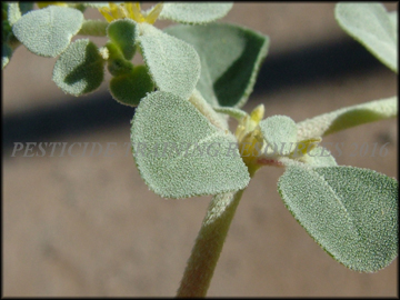 foliage closeup
