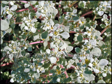 Foliage